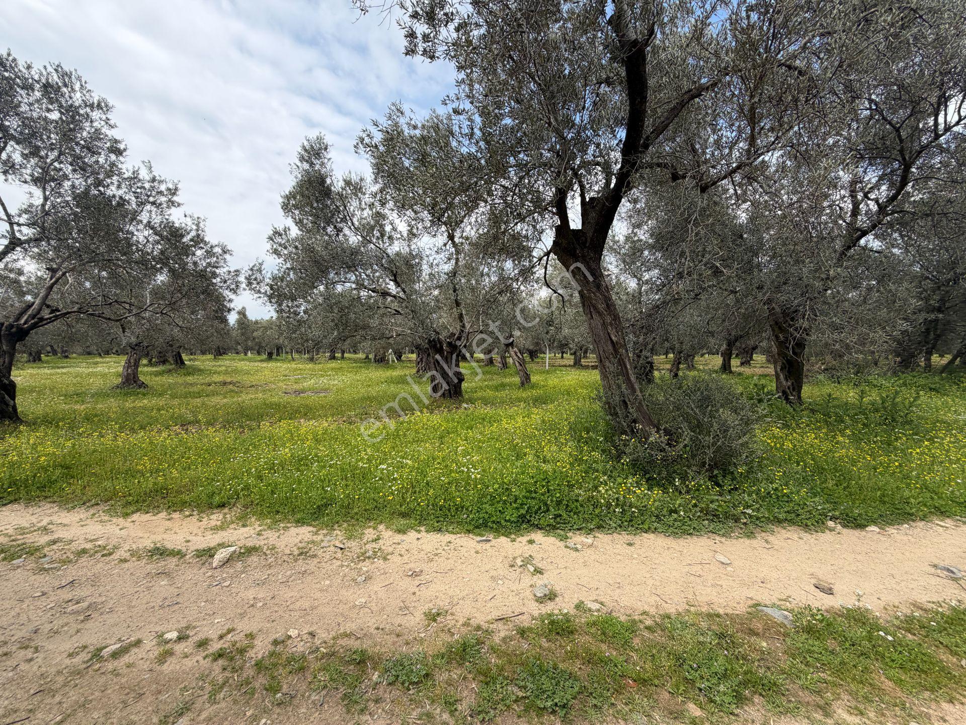 ▀▄mera Emlaktan Gazi İlyas Mh. Hastane Yakını 210m2 Zeytinlik - Görsel 24