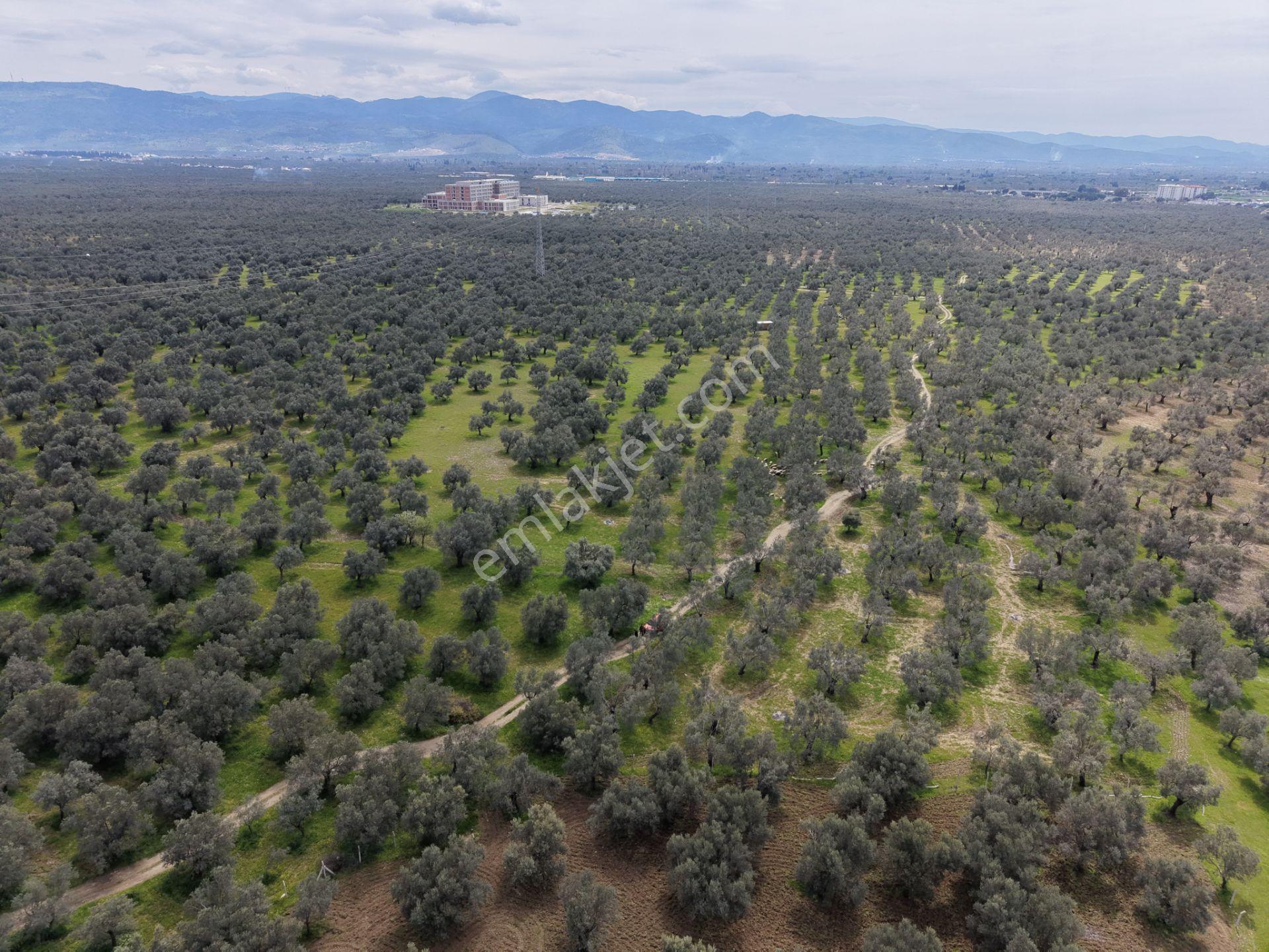 ▀▄mera Emlaktan Gazi İlyas Mh. Hastane Yakını 210m2 Zeytinlik - Görsel 28