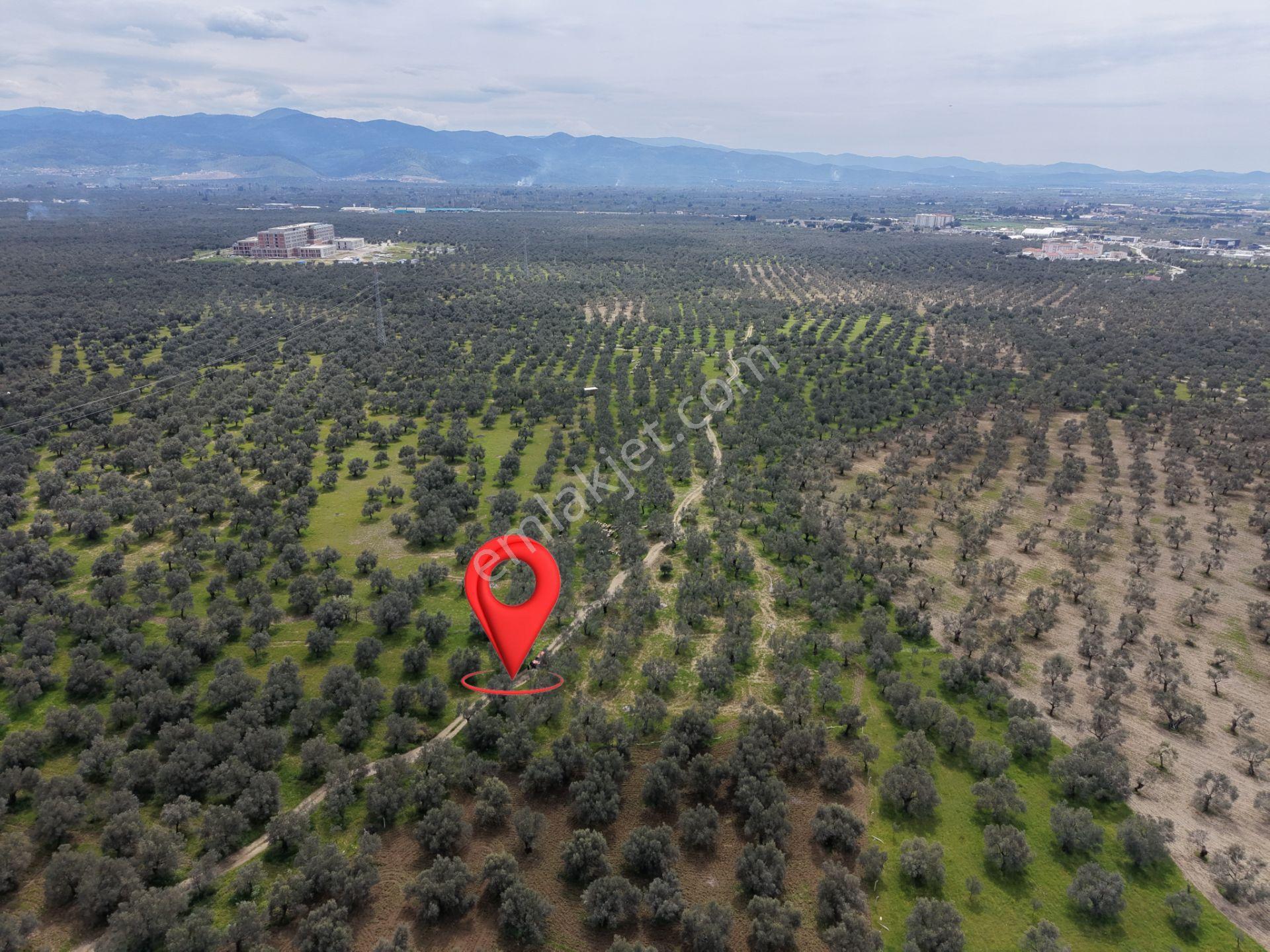 ▀▄mera Emlaktan Gazi İlyas Mh. Hastane Yakını 210m2 Zeytinlik