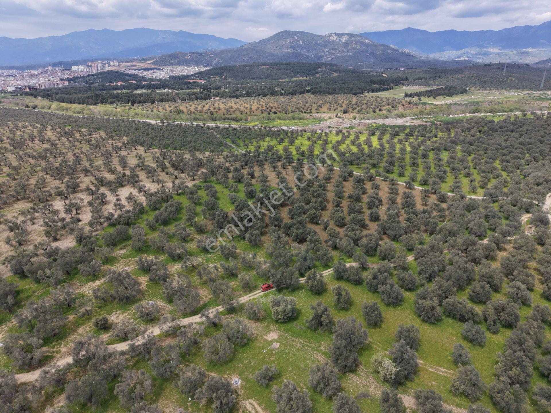 ▀▄mera Emlaktan Gazi İlyas Mh. Hastane Yakını 210m2 Zeytinlik - Görsel 9