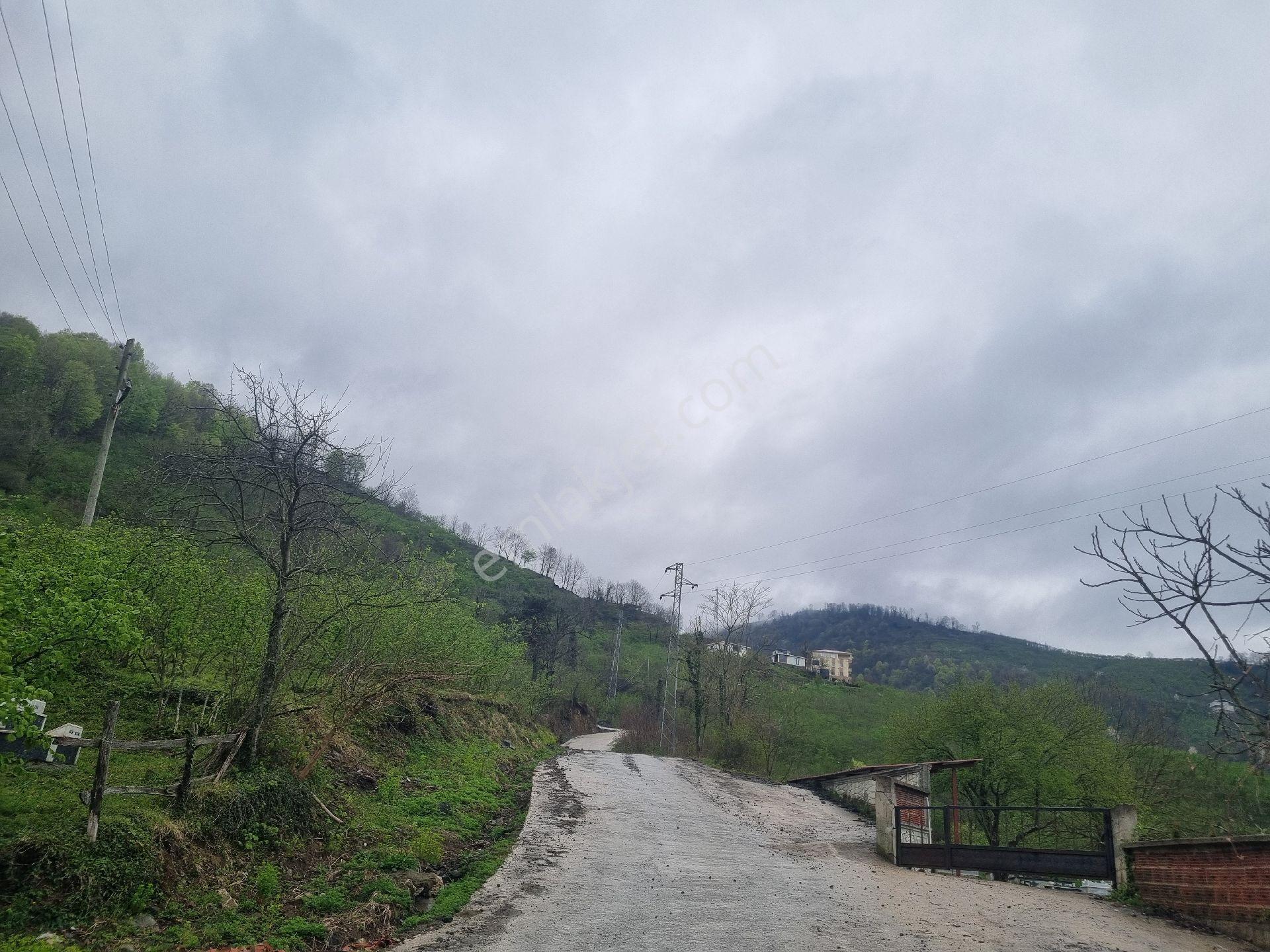 Satılık Fındıklık Bahçesi - Görsel 4