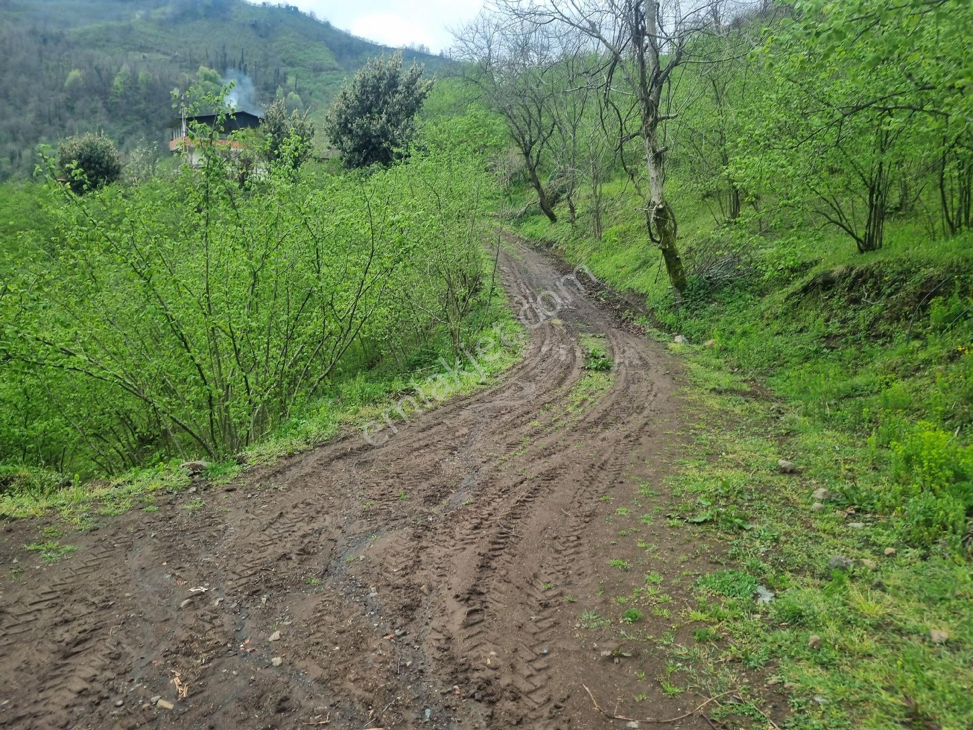 Satılık Fındıklık Bahçesi - Görsel 17