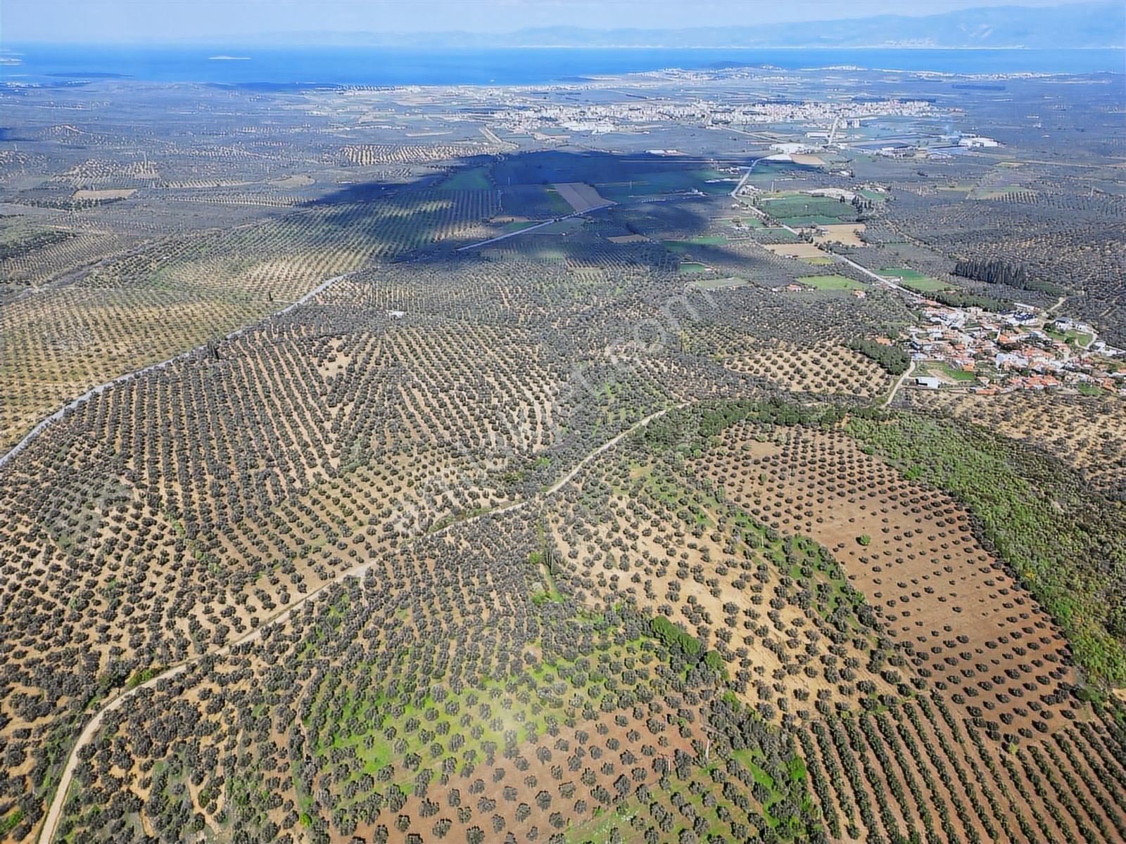 Pera Gayrimenkul'den Gömeç Dursunlu'da Satılık 9160 M2 Zeytinlik - Görsel 18