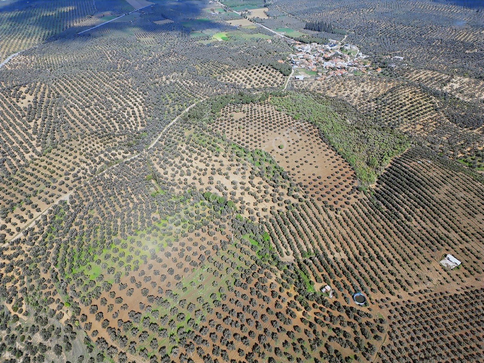 Pera Gayrimenkul'den Gömeç Dursunlu'da Satılık 9160 M2 Zeytinlik - Görsel 26