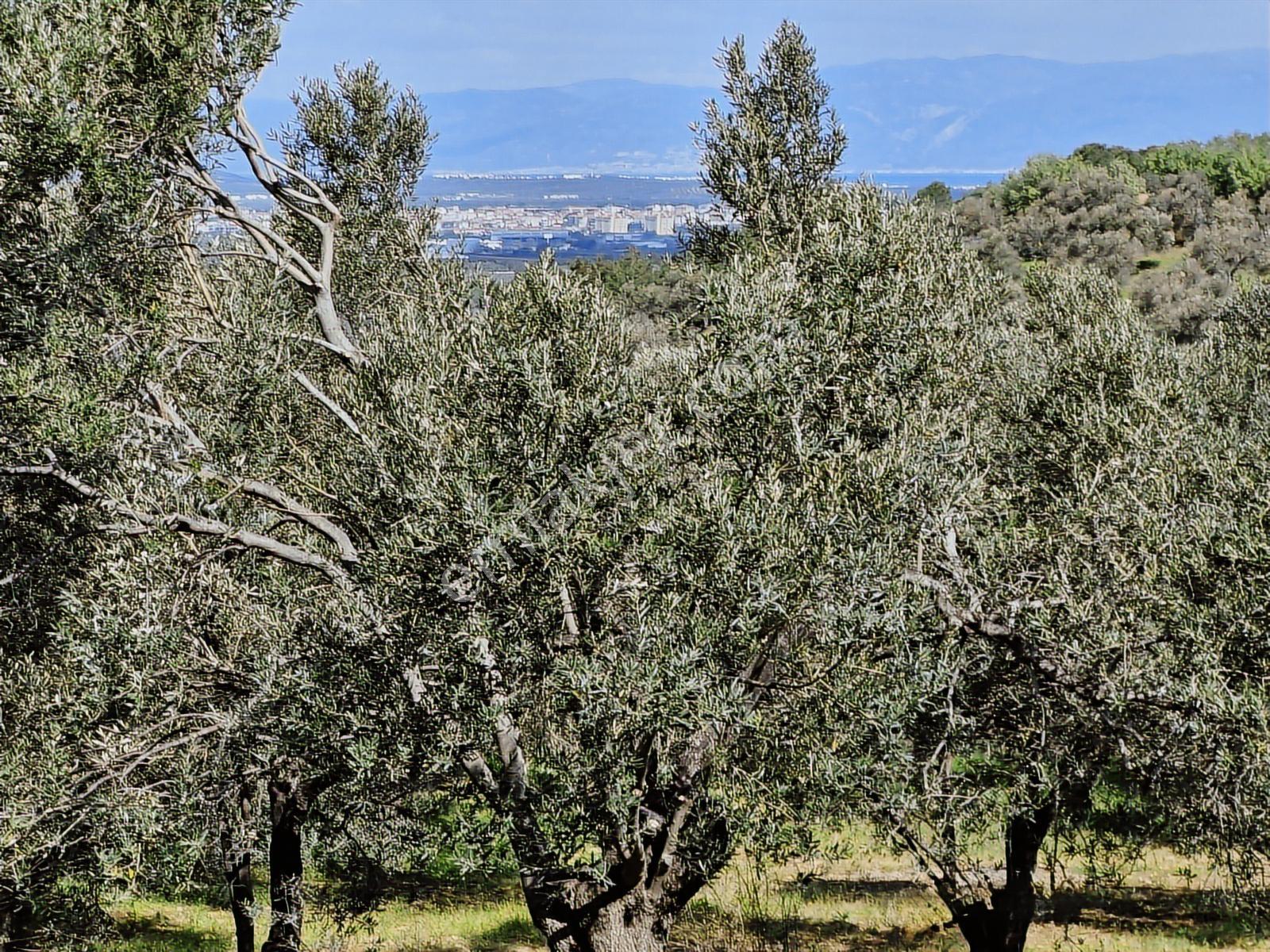 Pera Gayrimenkul'den Gömeç Dursunlu'da Satılık 9160 M2 Zeytinlik - Görsel 23