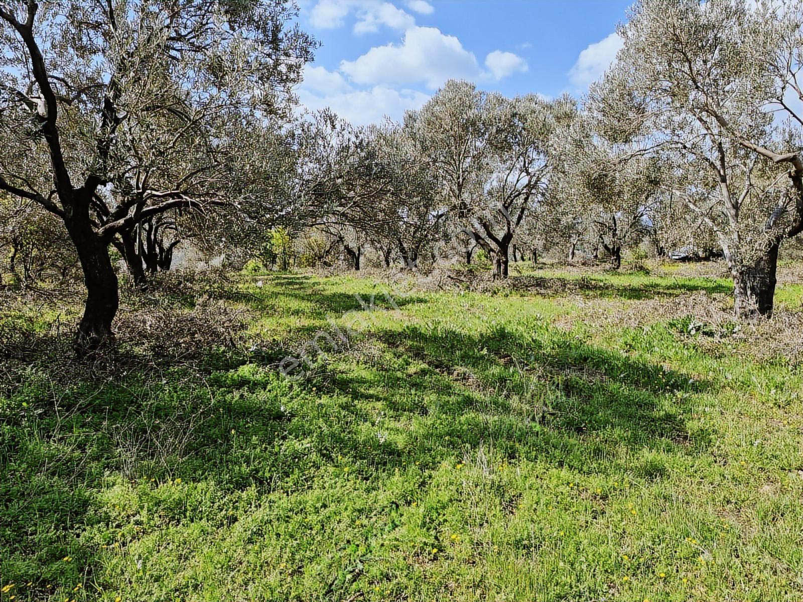 Pera Gayrimenkul'den Gömeç Dursunlu'da Satılık 9160 M2 Zeytinlik - Görsel 20