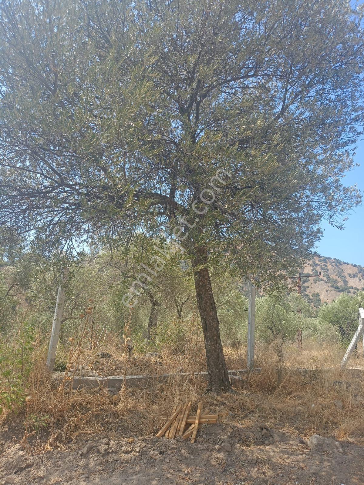Sultanhisar Yağdere De 2 Yol Cepheli İmarlı Bahçe - Görsel 23