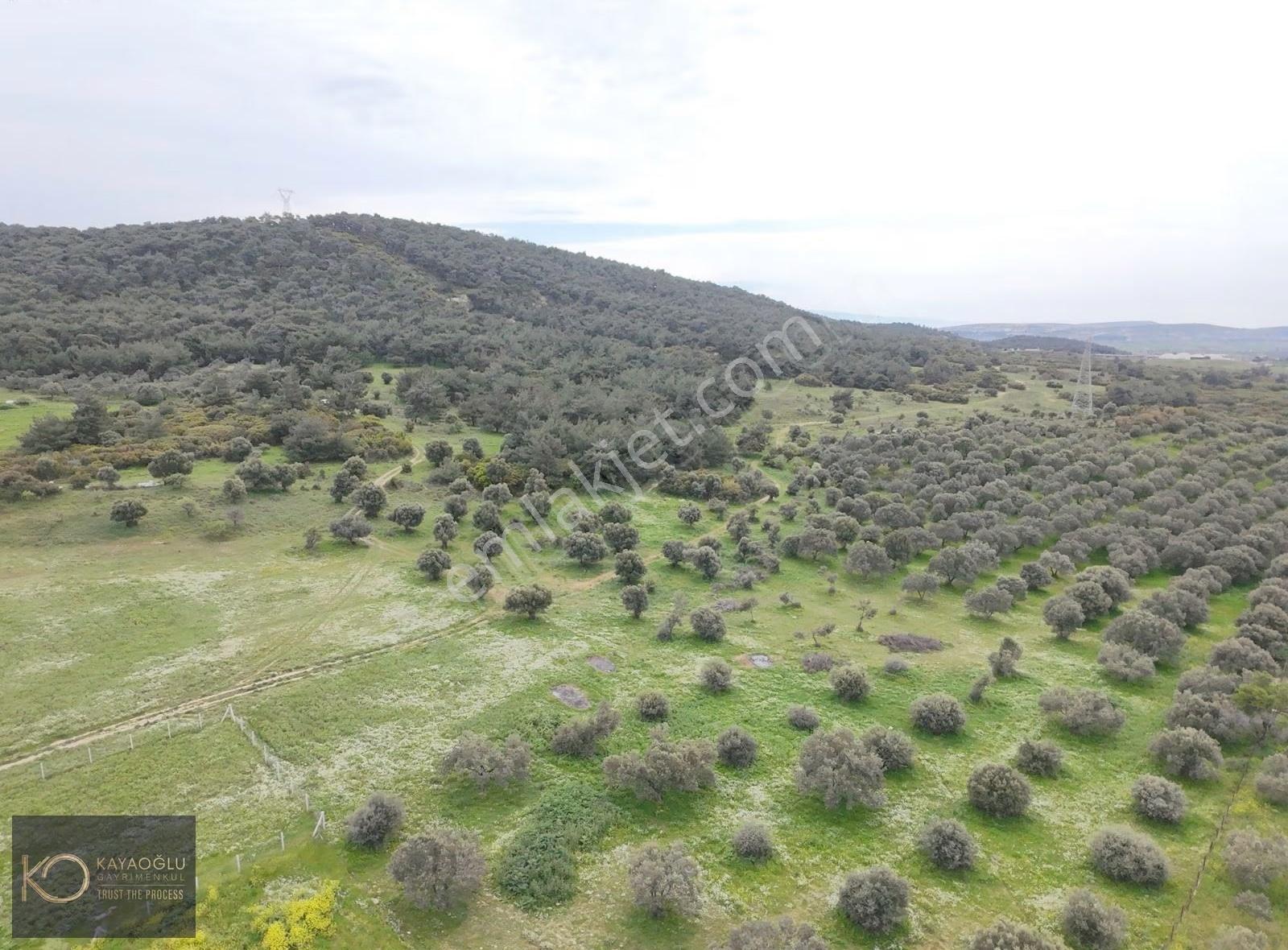 Foça Ilıpınar'da Devasa Fırsat: 61.500 M² Satılık Arazi - Görsel 5
