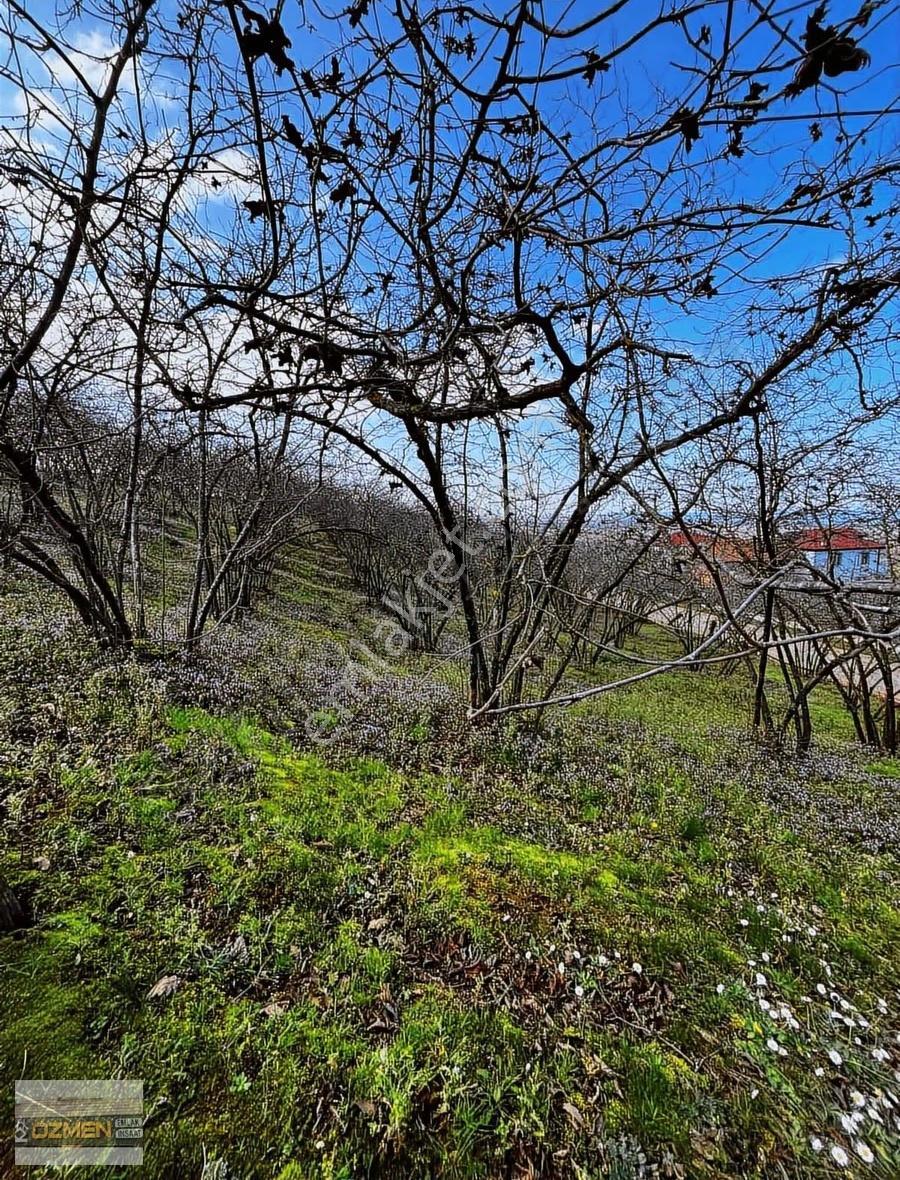 Kuyumculu Mah Ful Deniz Manzaralı Satılık Fındık Bahçesi - Görsel 6