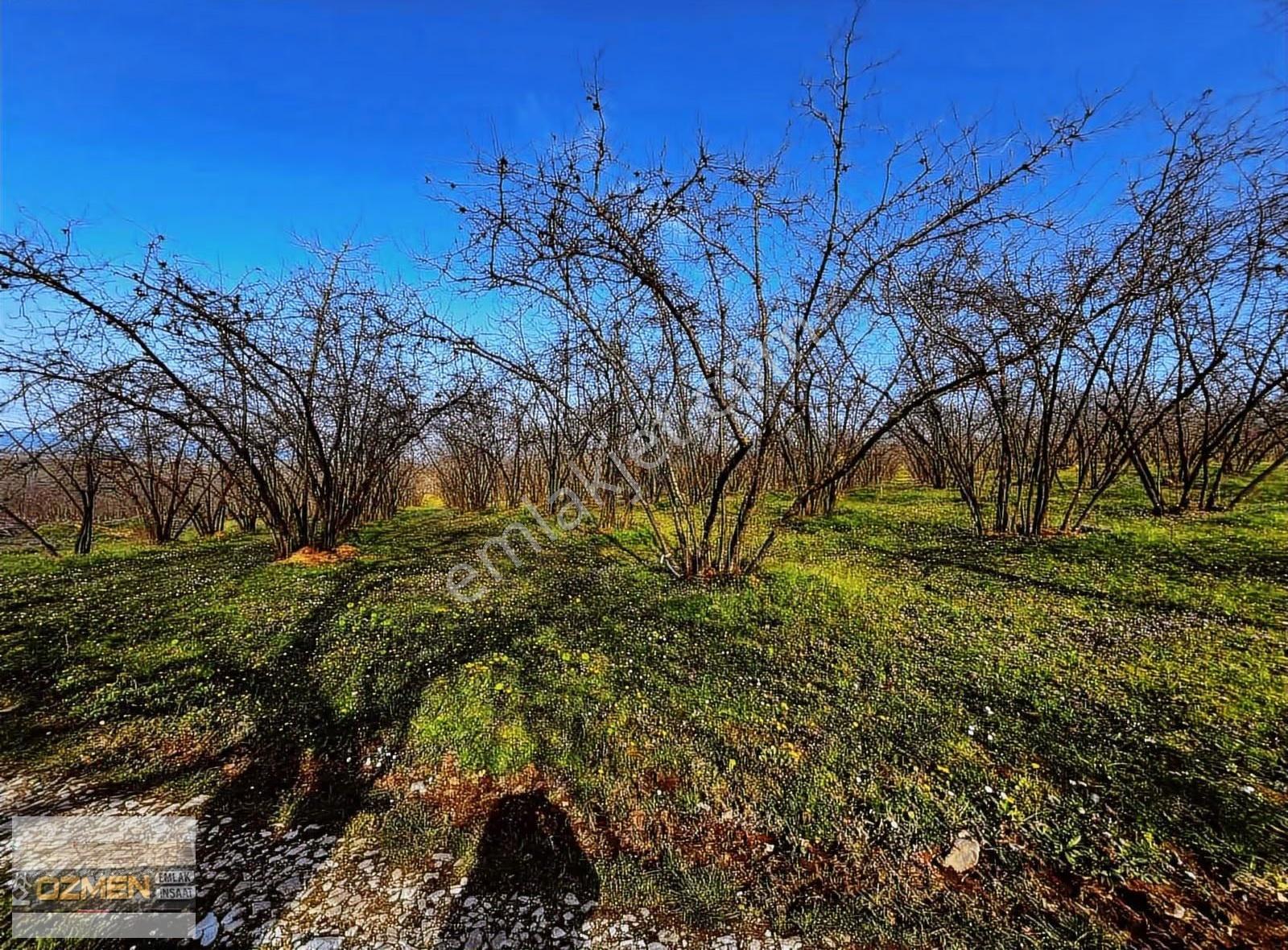 Kuyumculu Mah Ful Deniz Manzaralı Satılık Fındık Bahçesi - Görsel 11