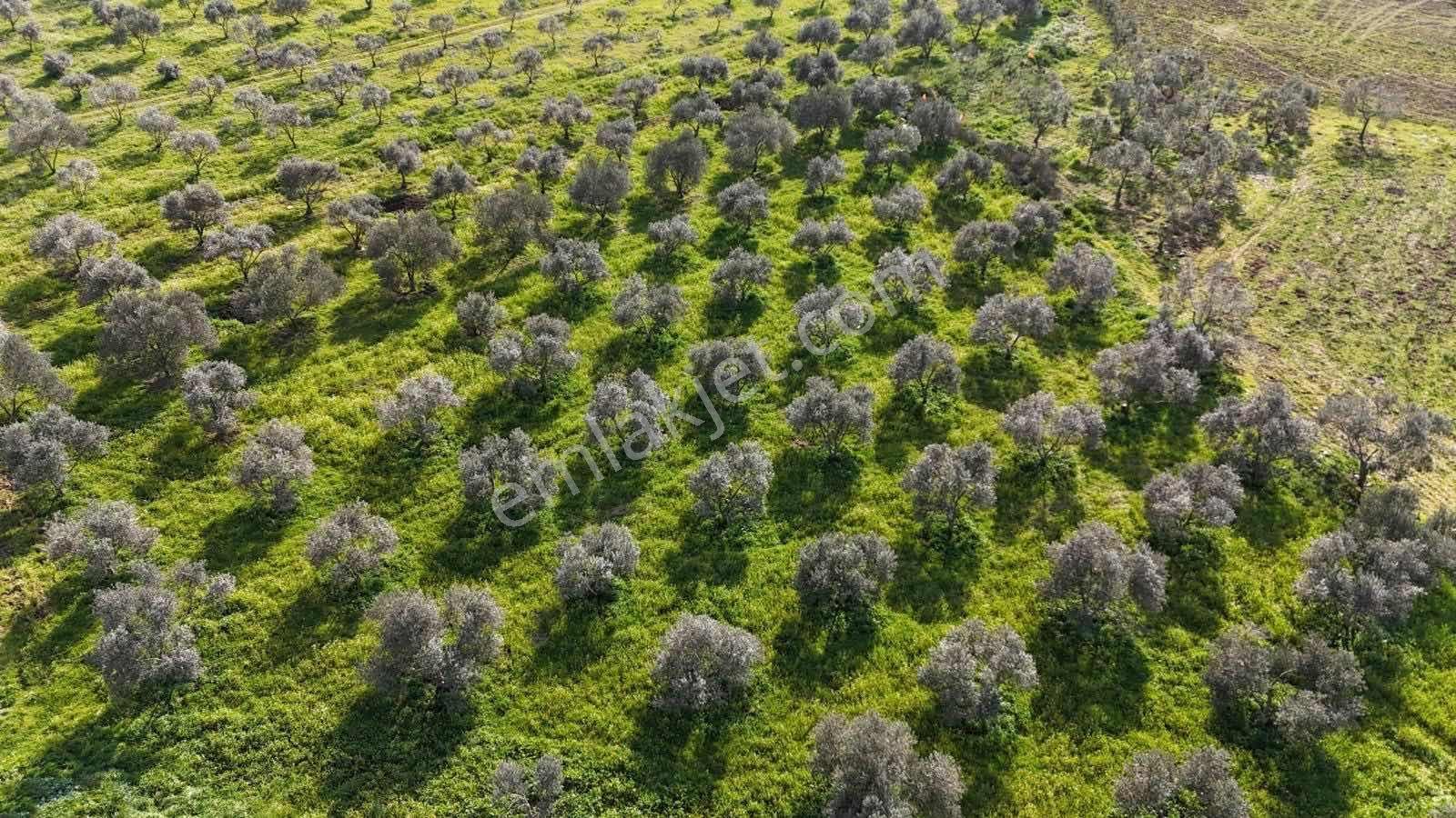 Şahin Gayrimenkul Den Alacalı Köyünde Hisseli Satılık Zeytinlik - Görsel 3
