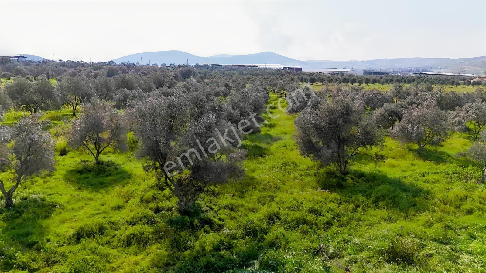 Şahin Gayrimenkul Den Alacalı Köyünde Hisseli Satılık Zeytinlik - Görsel 8