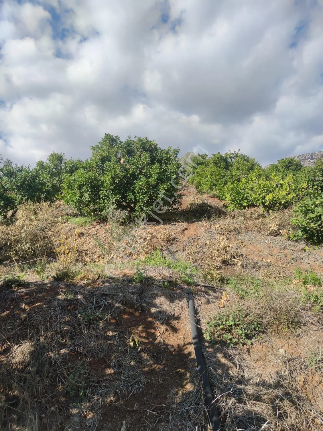 Mersin Erdemli Dağlı Mahallesinde 2429 M.kare Müstakil Tapulu Satılık Limon Bahçesi - Görsel 4