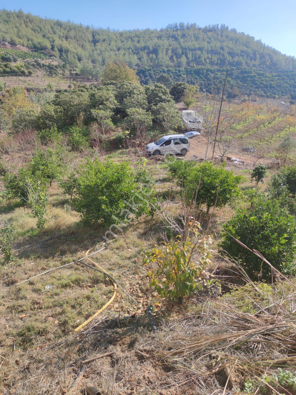Mersin Erdemli Dağlı Mahallesinde 2429 M.kare Müstakil Tapulu Satılık Limon Bahçesi - Görsel 5