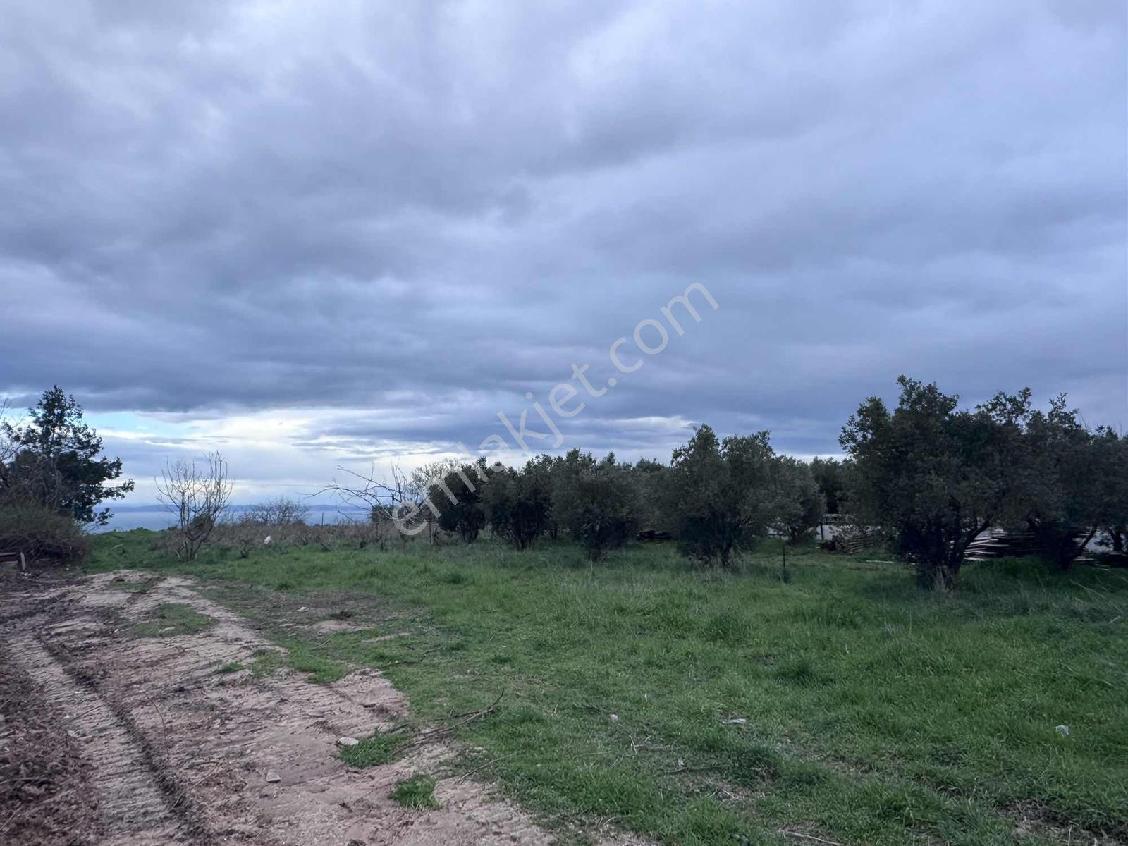 Şarköy Çınarlıda Köy İçi İmarlı Deniz Manzaralı Arsa