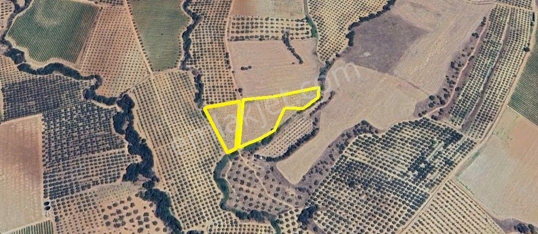 Yuvam Gayrimenkul'dan Manisa Salihli Karasavcı Mah. Satılık Tarla İncirlik - Görsel 4