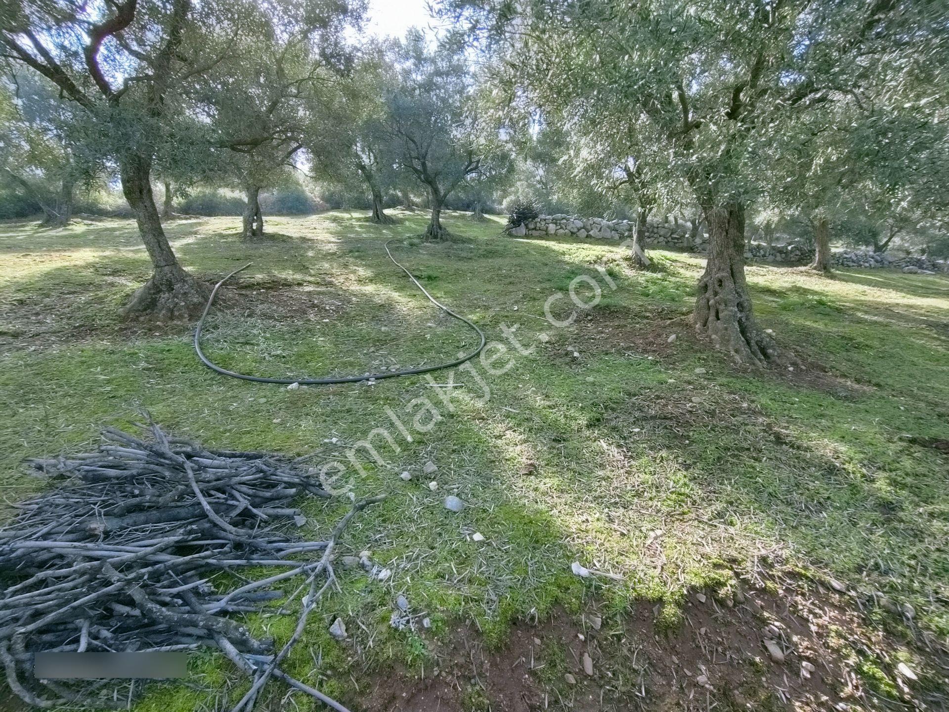 Karacasu Bahçeköy Mah De Merkezde Satılık Zeytinlik - Görsel 27