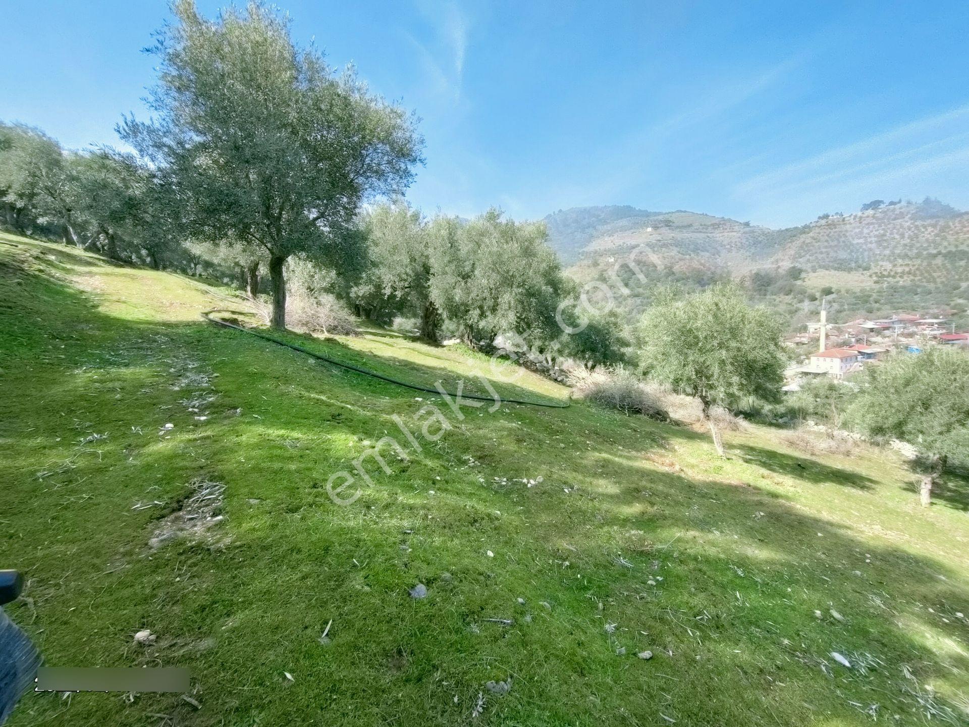 Karacasu Bahçeköy Mah De Merkezde Satılık Zeytinlik - Görsel 9