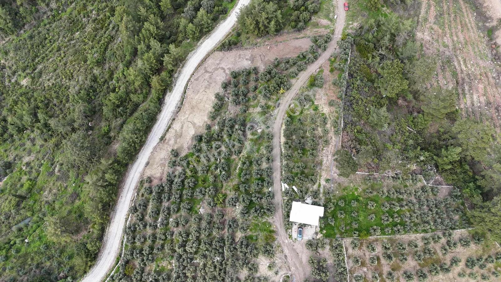 Serik Hasgebe'de Satılık Zeytinlik Ve Bağ Evi