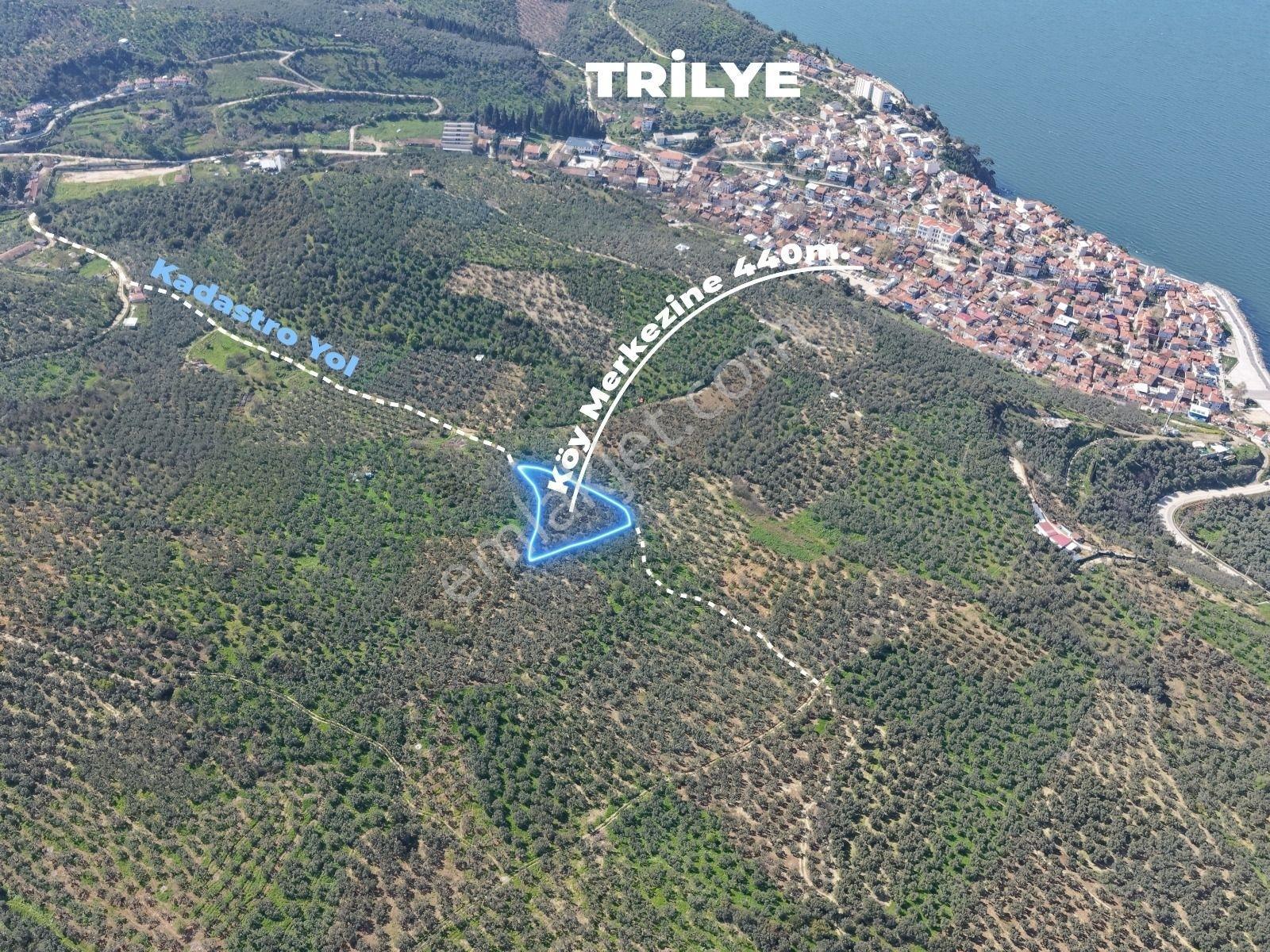 Trilye Talatbey Tek Tapu ,kadastro Yoluna Cephe 3.066 Zeytinlik