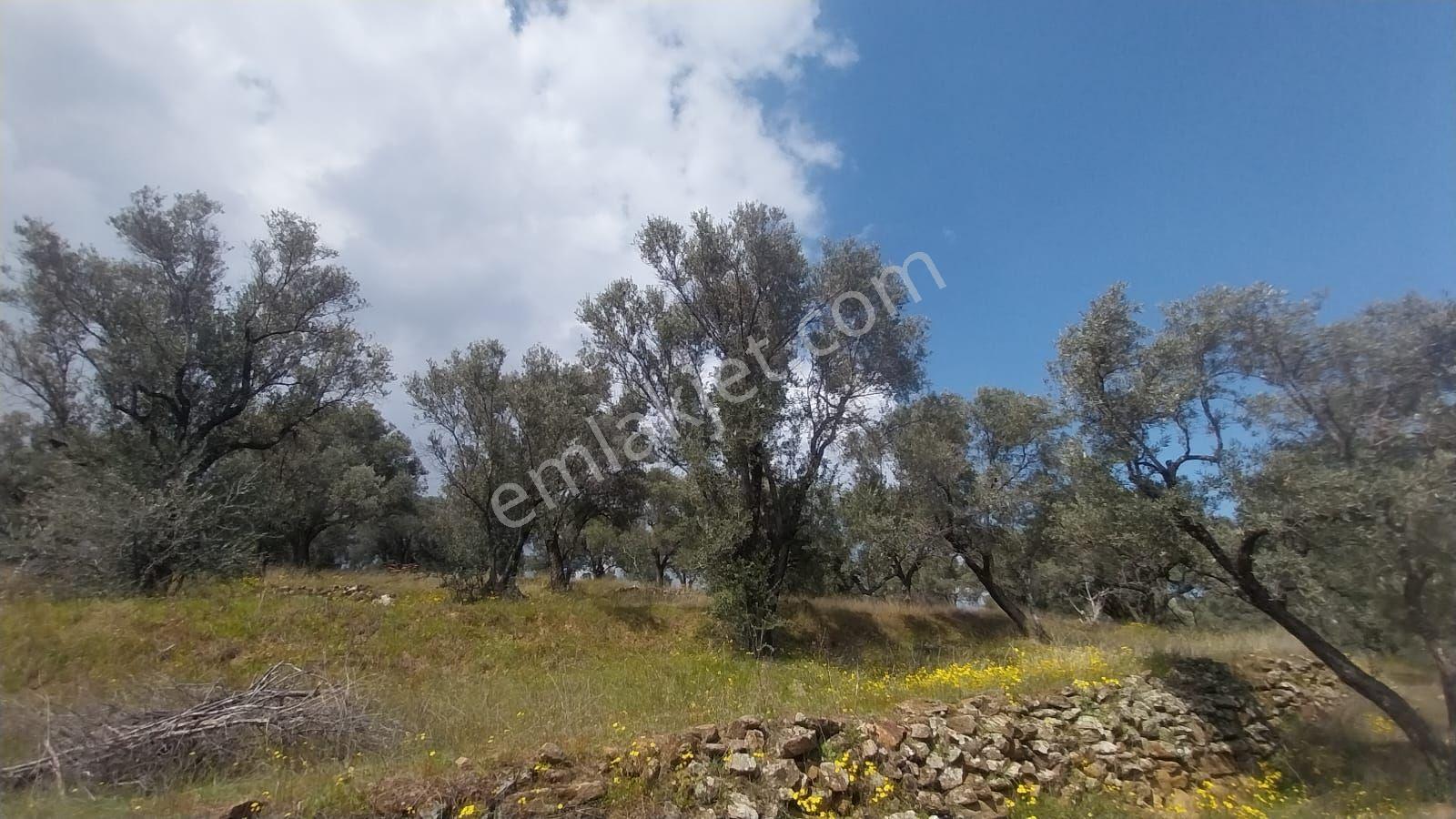 Çok Acil Satılık Aydın Bozdoğan İlçesinde 8.500 M2 Satılık Zeytinlik. - Görsel 17