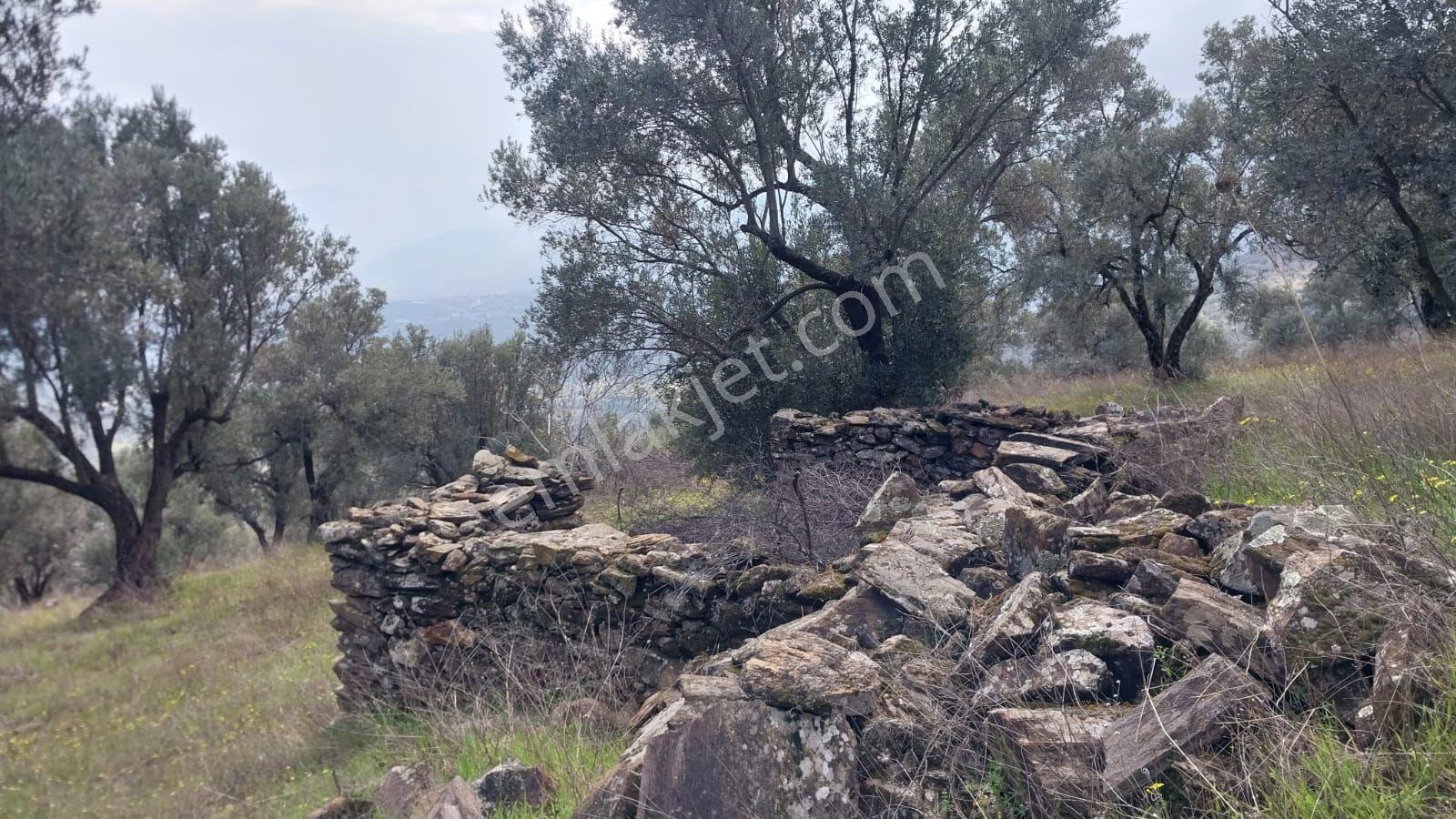 Çok Acil Satılık Aydın Bozdoğan İlçesinde 8.500 M2 Satılık Zeytinlik. - Görsel 32