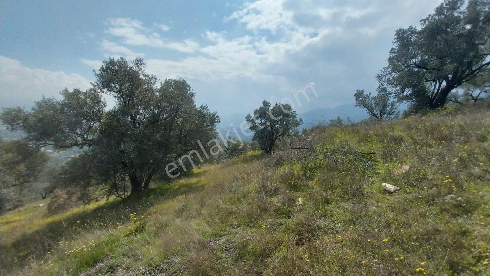 Çok Acil Satılık Aydın Bozdoğan İlçesinde 8.500 M2 Satılık Zeytinlik. - Görsel 9