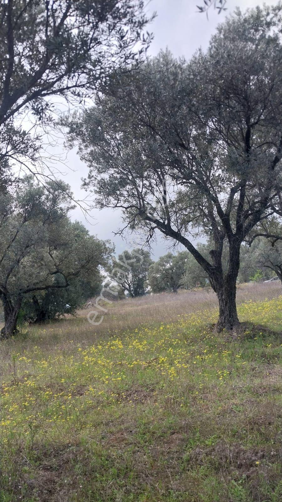 Çok Acil Satılık Aydın Bozdoğan İlçesinde 8.500 M2 Satılık Zeytinlik. - Görsel 25