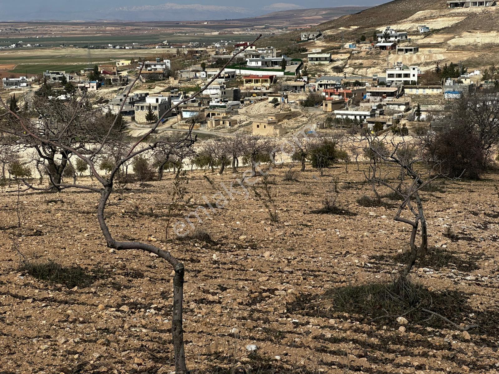 Horzumda Yola Cepheli, Tek Tapu Satılık Fıstık Bahçesi - Görsel 11