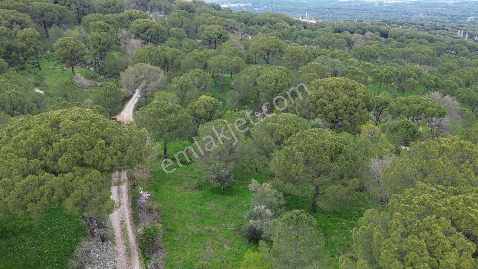 Bergama Göbeller Mahallesin'de Toplam 6.512m2 Satılık Bağ - Görsel 13
