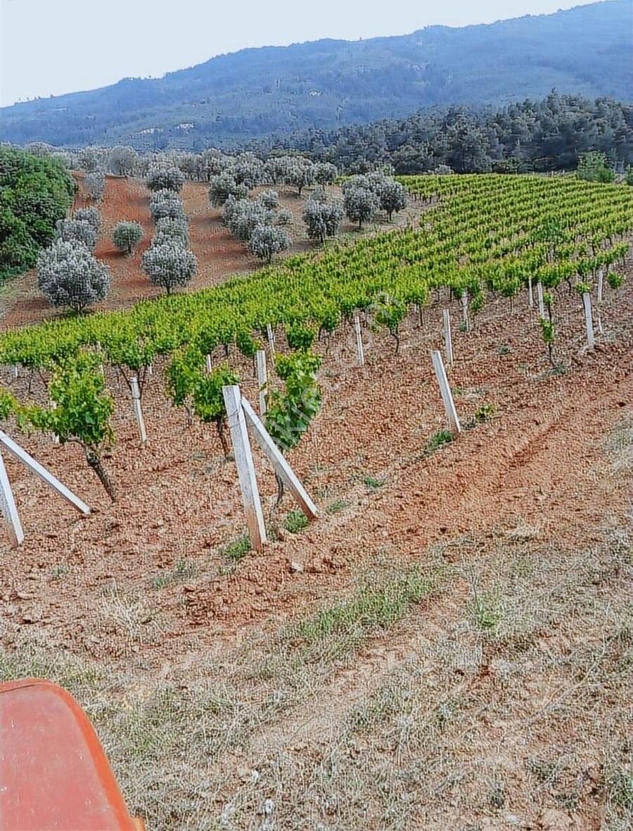 Manisa Ahmetli Alahıdır Mahallesi 15800m Bağve Zeytinlik Satılık