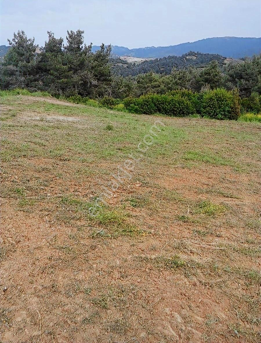 Manisa Ahmetli Alahıdır Mahallesi 15800m Bağve Zeytinlik Satılık - Görsel 14