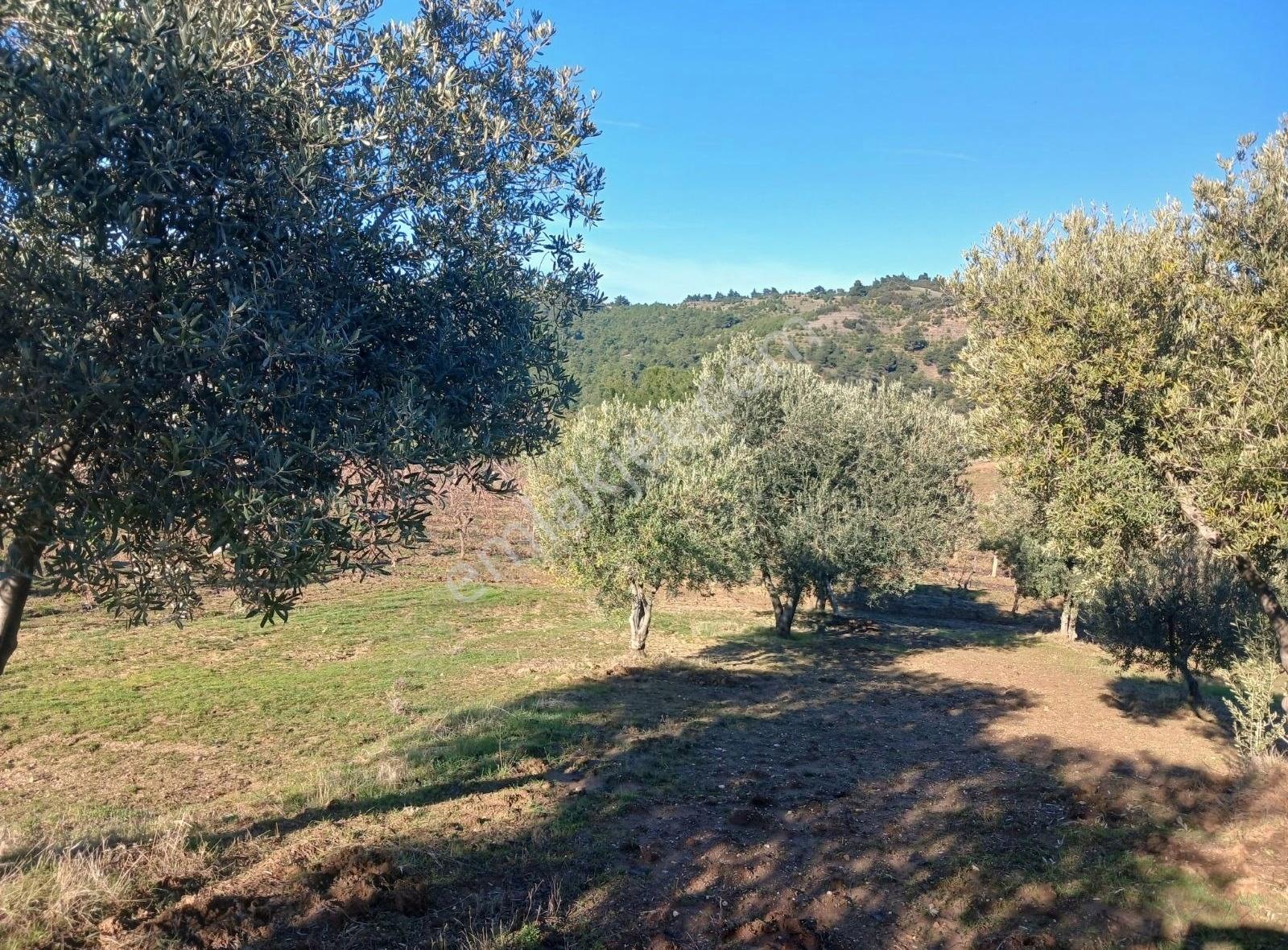 Manisa Ahmetli Alahıdır Mahallesi 15800m Bağve Zeytinlik Satılık - Görsel 12