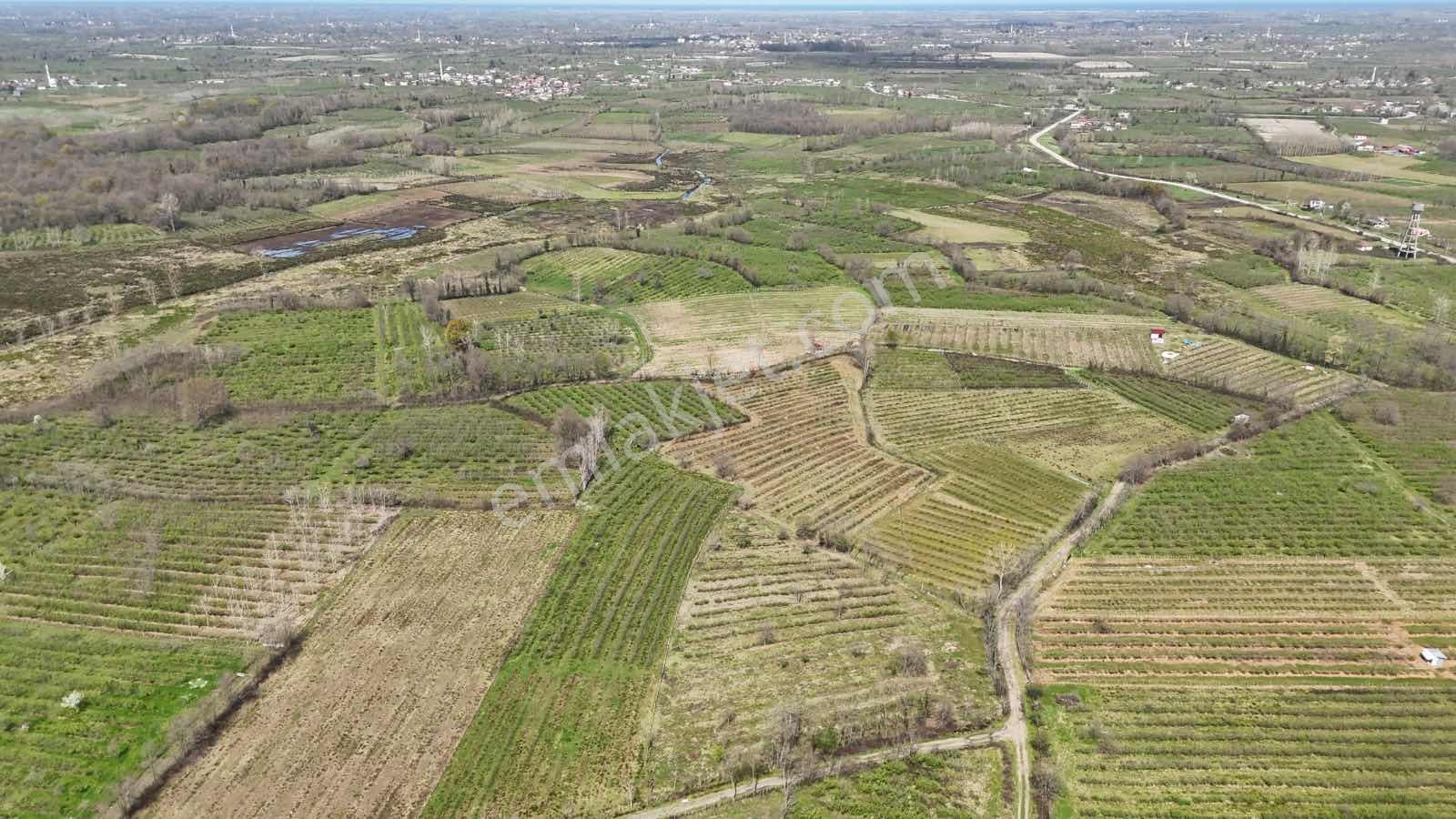 Lerox Uçar Emine Aker'den Terme Beşikli'de 11011 M2 Fındıklık - Görsel 4
