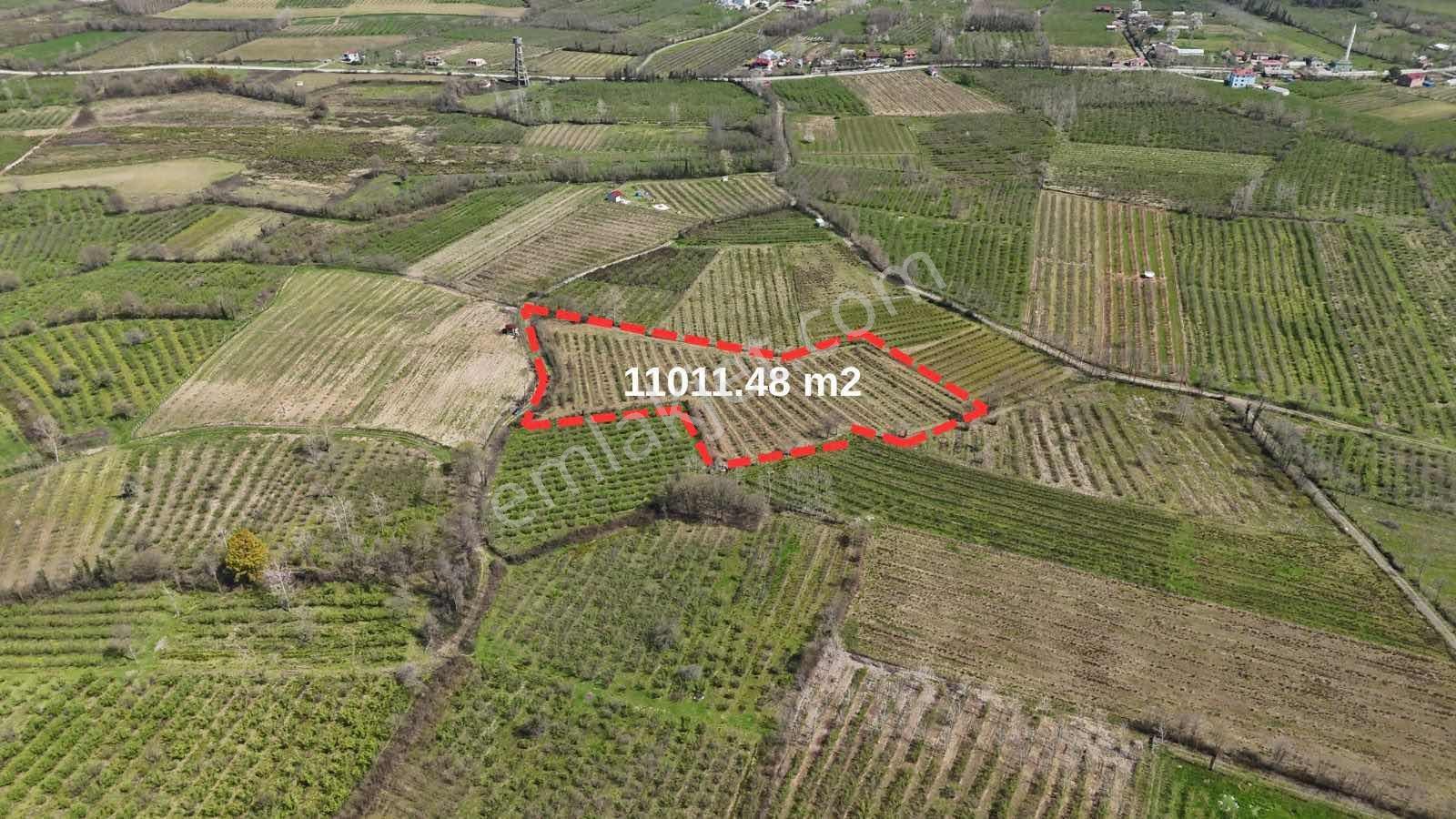 Lerox Uçar Emine Aker'den Terme Beşikli'de 11011 M2 Fındıklık