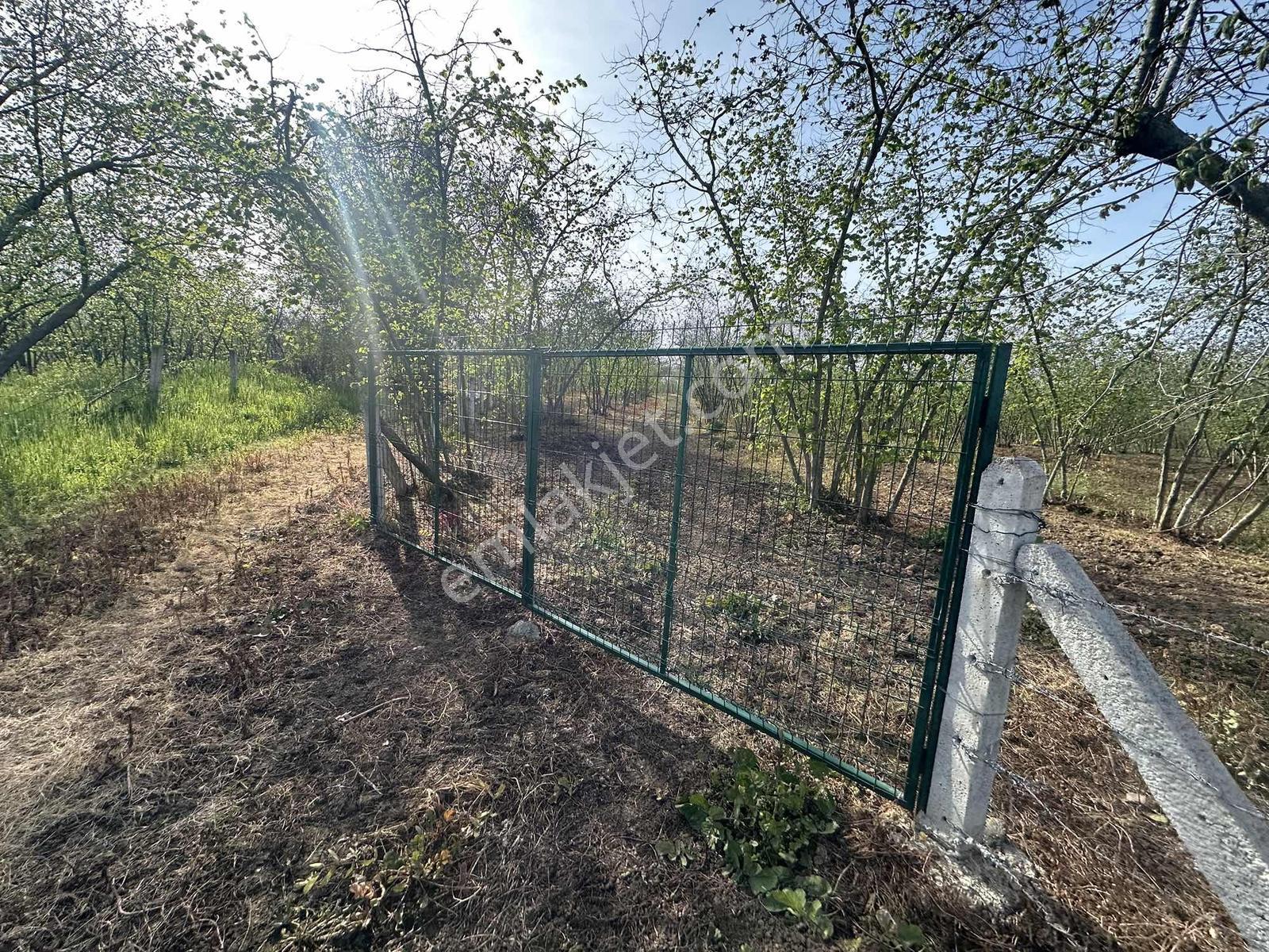 Kocaali Merkeze Yakın Satılık Fındık Bahçesi - Görsel 4