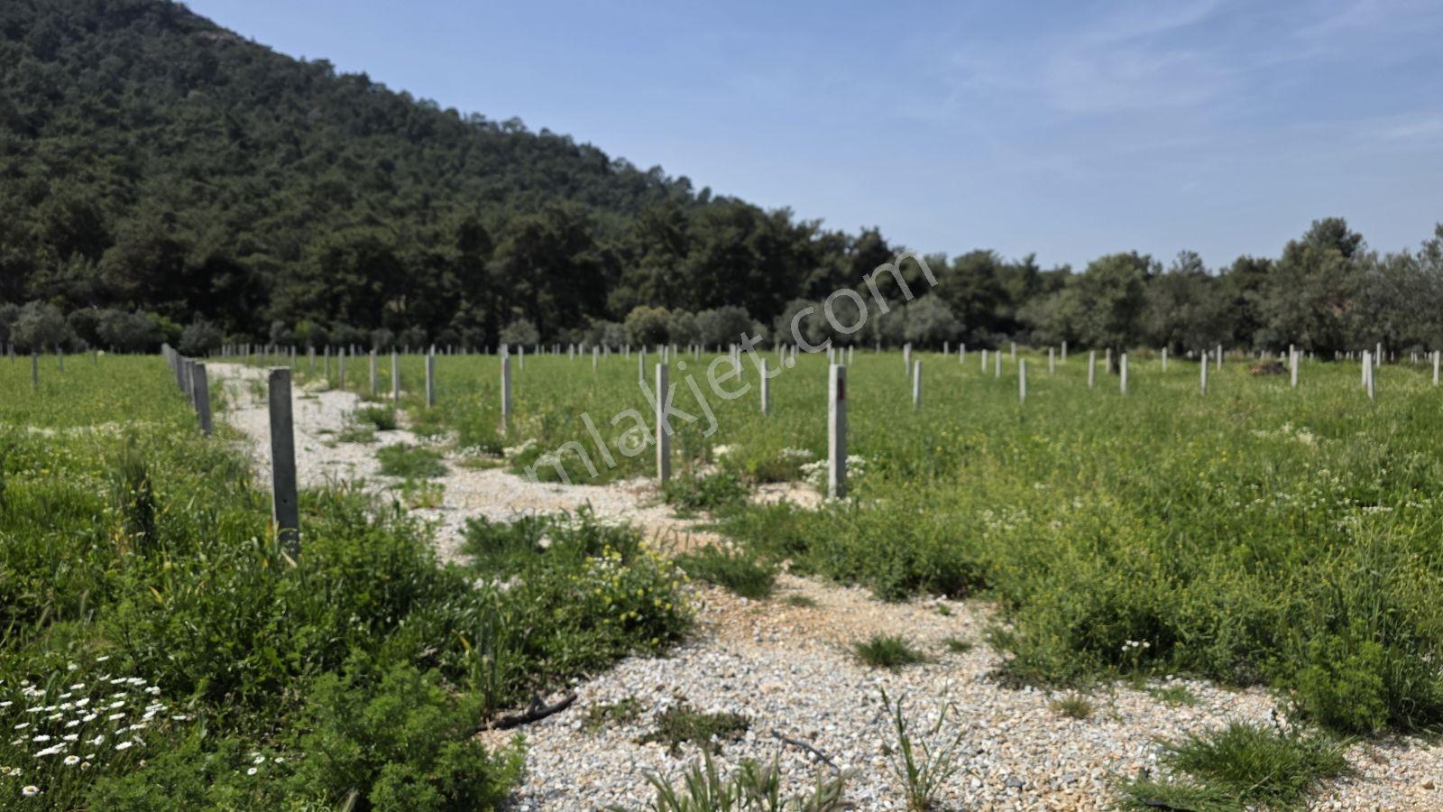 Değirmendere Şelalesine Yakın Satılık Bahçe - Görsel 11