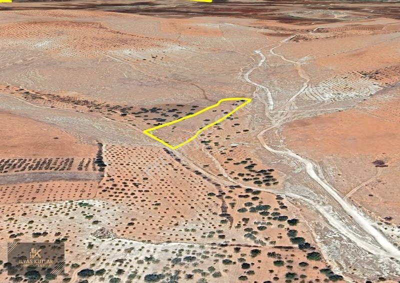 Bilek'de Satlık Yol Üstü 8.000m2 Zeytinlik (takas Olur) - Görsel 4