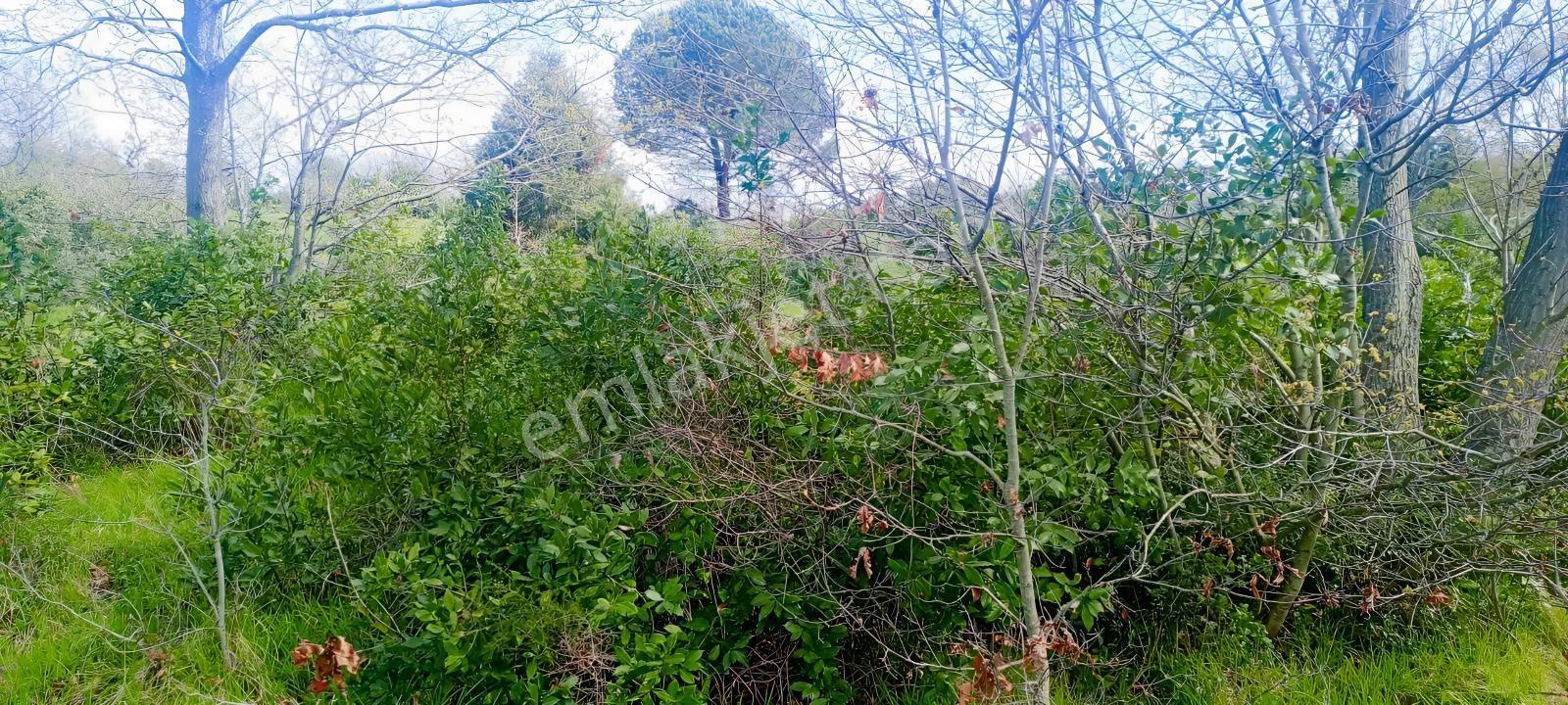 İstanbul Şile Kadiköy De 7302 M2 İfrazlı Müstakil Tapulu Arazazi - Görsel 7