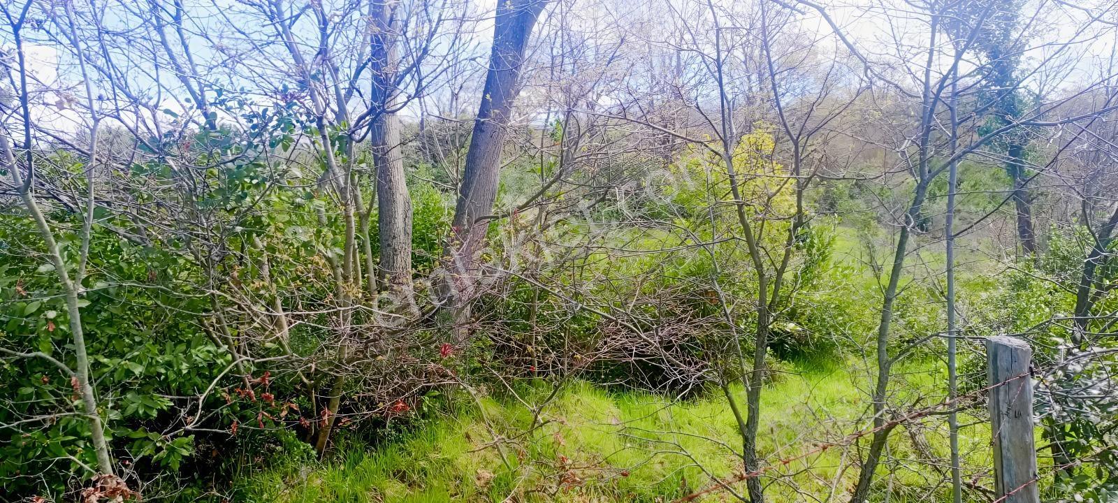 İstanbul Şile Kadiköy De 7302 M2 İfrazlı Müstakil Tapulu Arazazi - Görsel 3