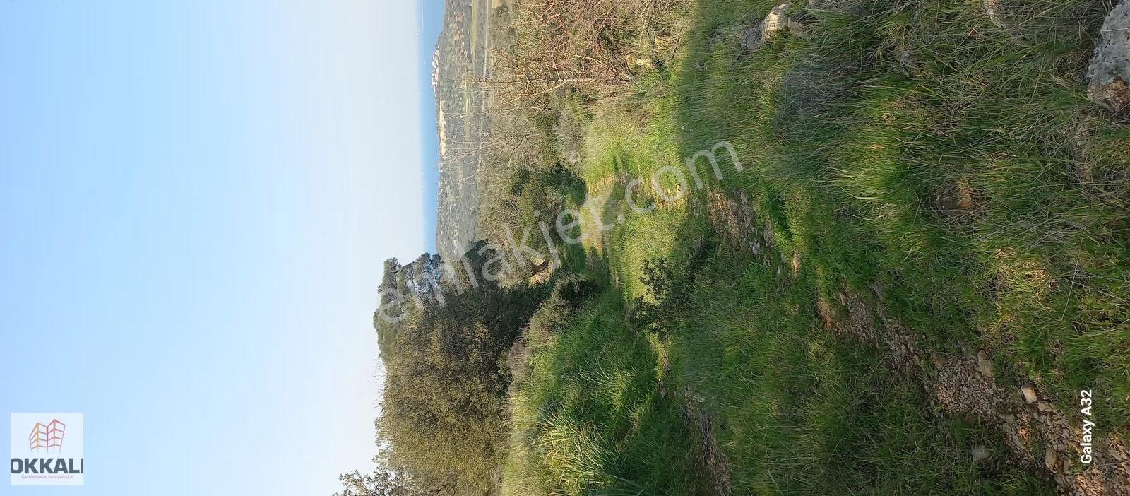 Okkalı Emlka Tan Aliağa Şakran Da Satılık Zeytinlik - Görsel 3