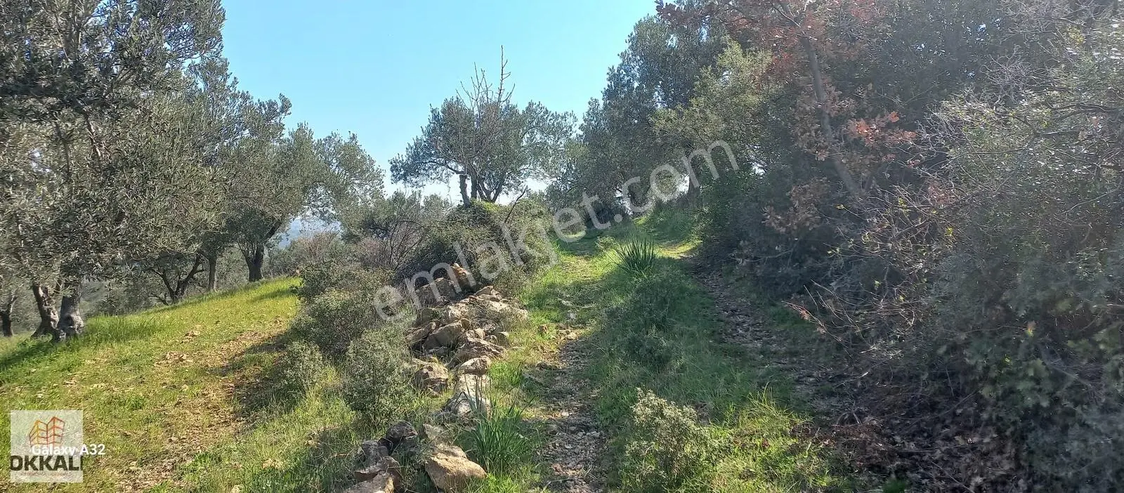 Okkalı Emlka Tan Aliağa Şakran Da Satılık Zeytinlik - Görsel 7