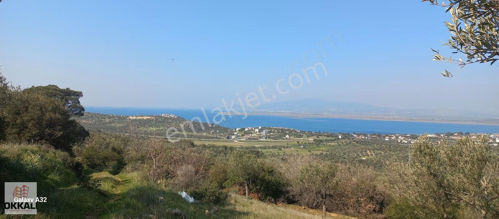 Okkalı Emlka Tan Aliağa Şakran Da Satılık Zeytinlik - Görsel 9