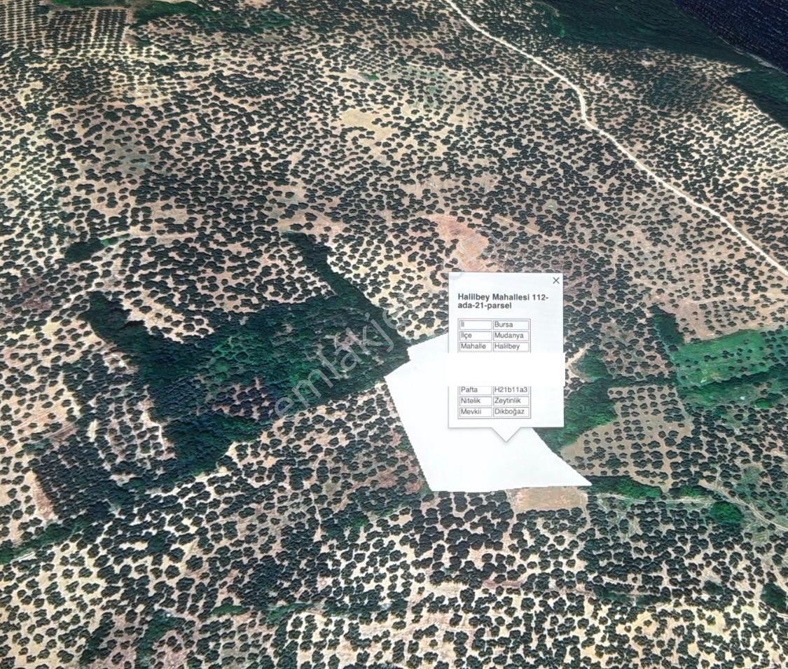 Mudanya Halil Bey Dikboğaz Mevkii 6.900m2 Yatırım İçin Zeytinlik