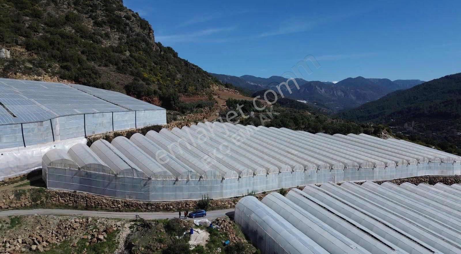 Alanya Gözübüyük Mah Satılık 6 Dönüm Muz Serası - Görsel 2