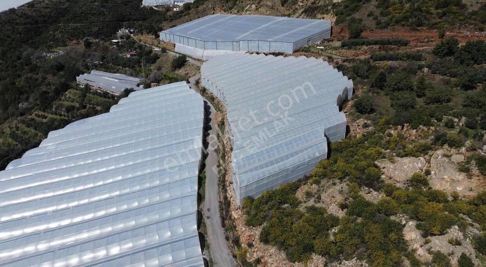 Alanya Gözübüyük Mah Satılık 6 Dönüm Muz Serası