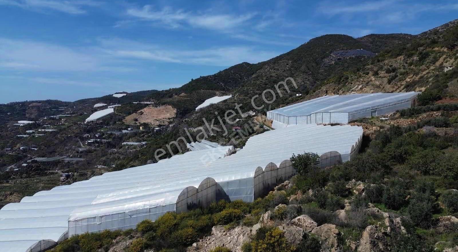 Alanya Gözübüyük Mah Satılık 6 Dönüm Muz Serası - Görsel 7