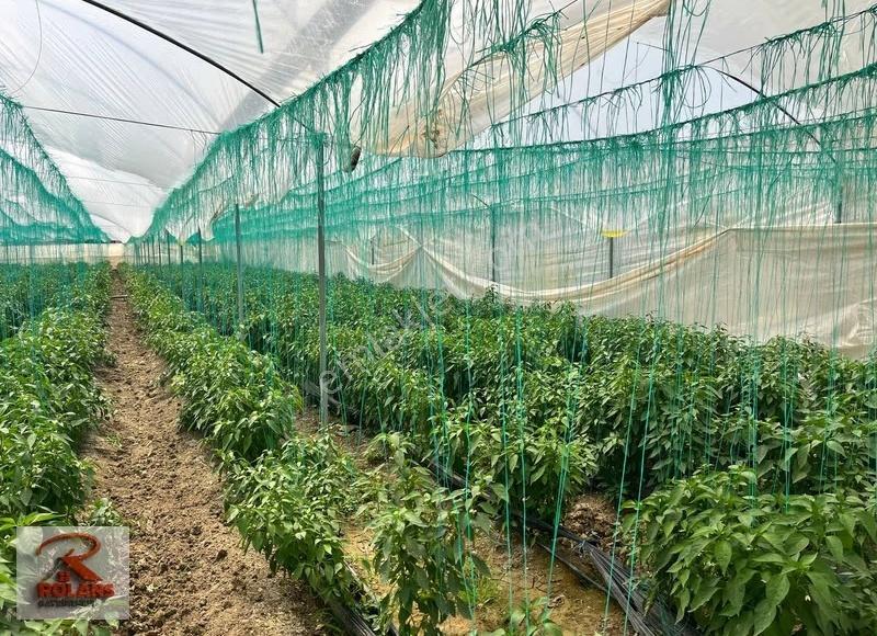 Arazi Alım Kredisine Uygun 7330 M2 Yüksek Sera - Görsel 3