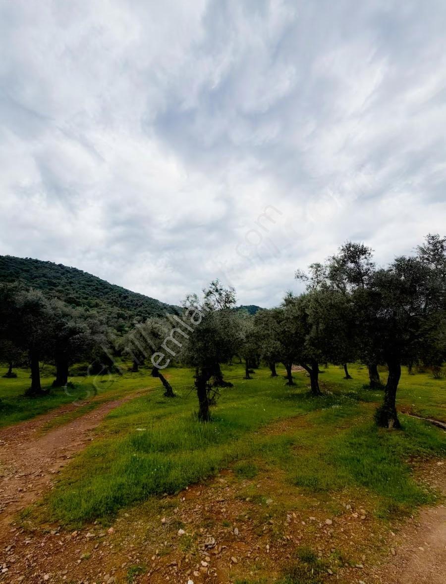 My - Derince'de Resmi Yolu Olan 52 Dönüm Zeytinlik - Görsel 6