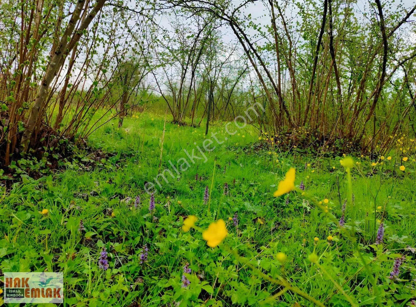 Hak Emlak'tan Gölyaka-esen Mah.de Satılık 473m² Arsa - Görsel 11